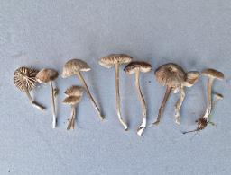 Entoloma undulatosporum