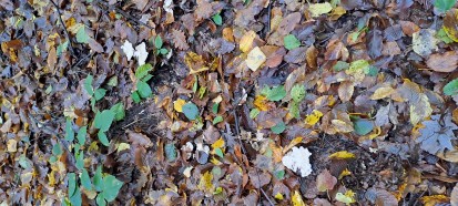 Clitocybe dealbata