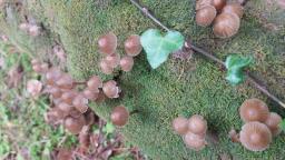 Mycena stipata