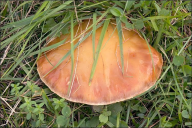 Suillus grevillei