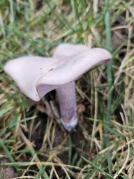 Lepista glaucocana