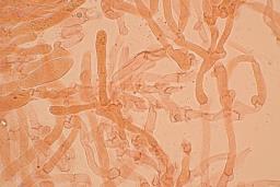 Hygrophorus hyacinthinus