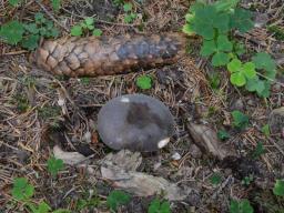 Lactarius picinus