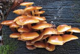 Flammulina velutipes