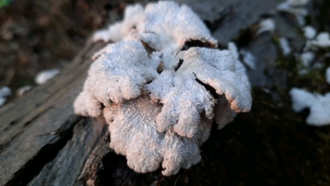 Schizophyllum commune