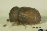 Cryphalus intermedius