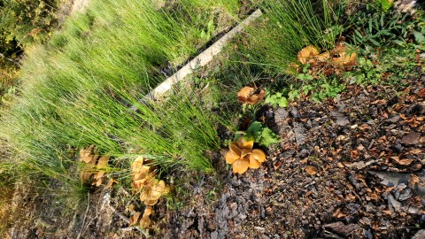 Phaeolepiota aurea