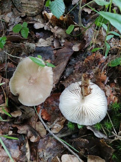 Megacollybia platyphylla