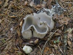 Sarcosphaera coronaria
