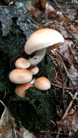 Hypholoma capnoides