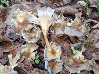 Craterellus lutescens