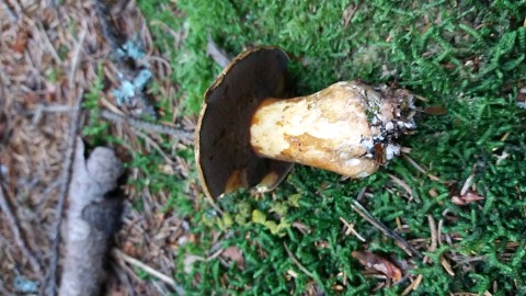 Suillus variegatus