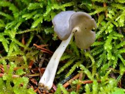 Helvella ephippium