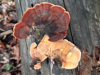 Stereum insignitum