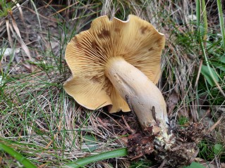 Tricholoma bufonium