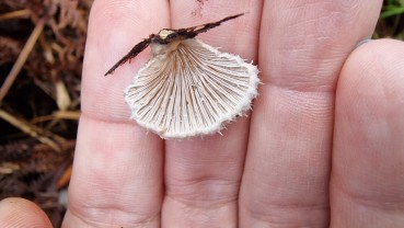 Schizophyllum commune