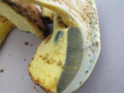 Butyriboletus roseogriseus