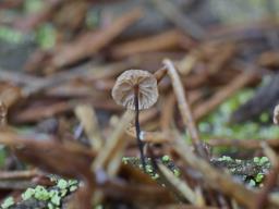 Gymnopus androsaceus