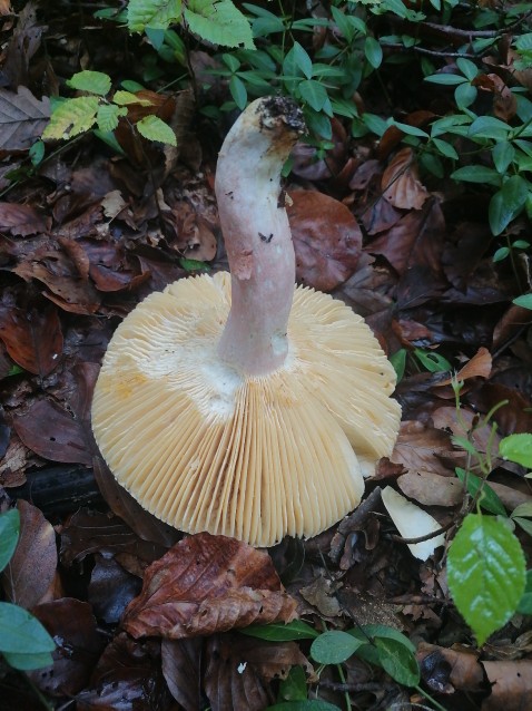 Russula olivacea