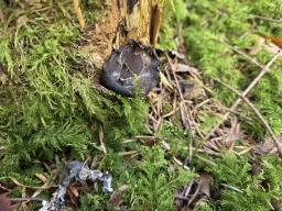 Pseudoplectania melaena