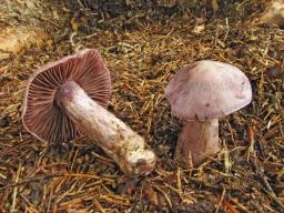 Cortinarius malachius