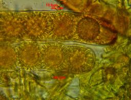 Ramsbottomia macrantha