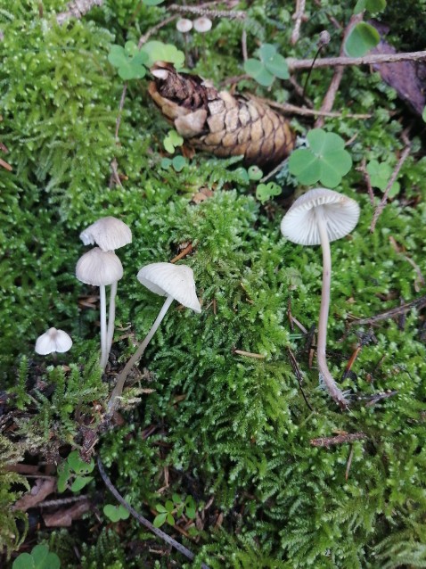 Marasmiellomycena omphaliiformis