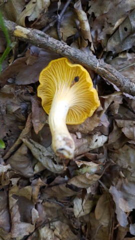 Cantharellus cibarius