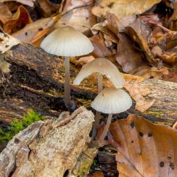 Mycena galericulata