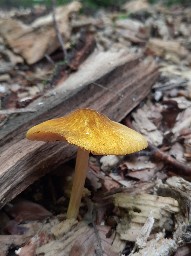 Pluteus leoninus