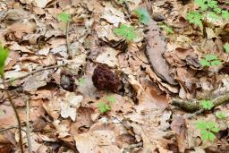 Gyromitra esculenta