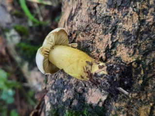 Tricholoma sulphureum