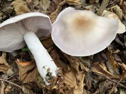 Lepista glaucocana