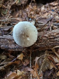 Volvariella murinella