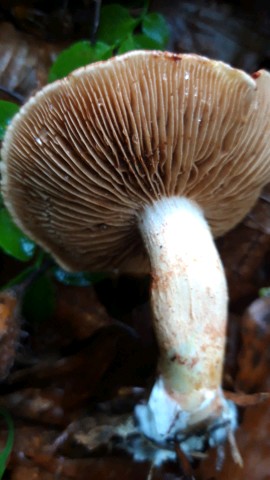 Cortinarius bolaris