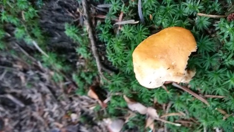 Hydnum repandum