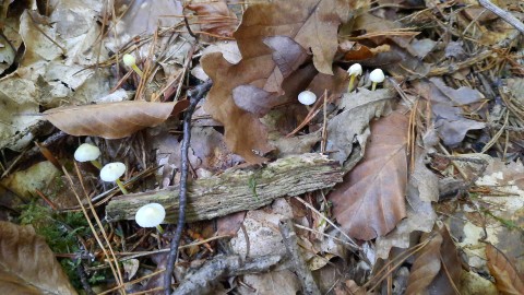Mycena epipterygia