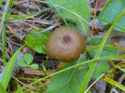 Entoloma xanthochroum