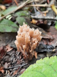 Artomyces pyxidatus