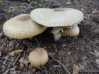 Agaricus augustus