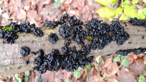 Exidia nigricans