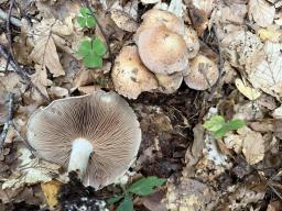 Hebeloma sinapizans