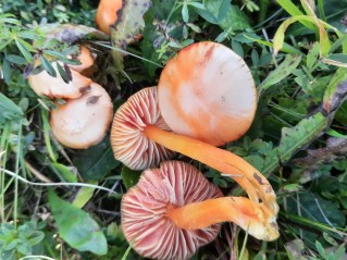 Hygrocybe coccinea