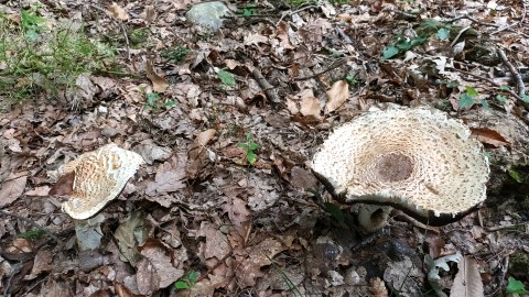 Agaricus augustus