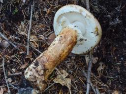 Tricholoma matsutake