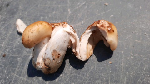 Russula foetens