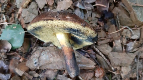 Cyanoboletus pulverulentus