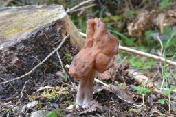 Gyromitra infula