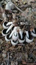 Coprinopsis atramentaria