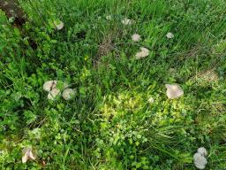 Entoloma sepium